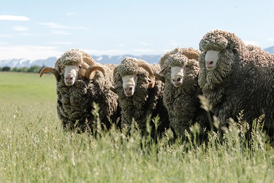 Merino sheep in a green field